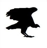 Quiz Oiseaux
