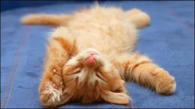 Le chasse-neige est appel dneigeuse...