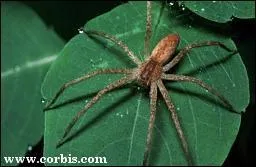 Quelle est cette bestiole ?