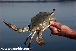 Quelle est cette bestiole ?