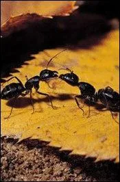 Quelle est cette bestiole ?