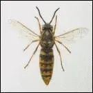 Quelle est cette bestiole ?