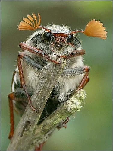 Quelle est cette bestiole ?