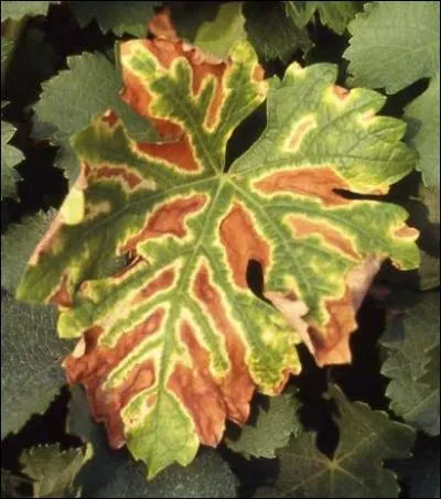 Cette feuille de vigne prsente les symptmes d'une maladie. Laquelle ?