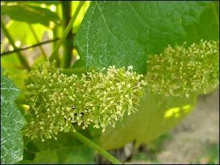 Quel stade phnologique de la vigne vous voque cette photo ?