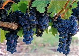 Ce cpage est assurment un :