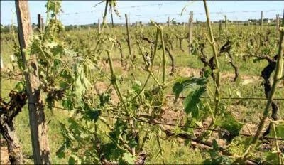 Quel flau mtorologique a caus ces dgts ?