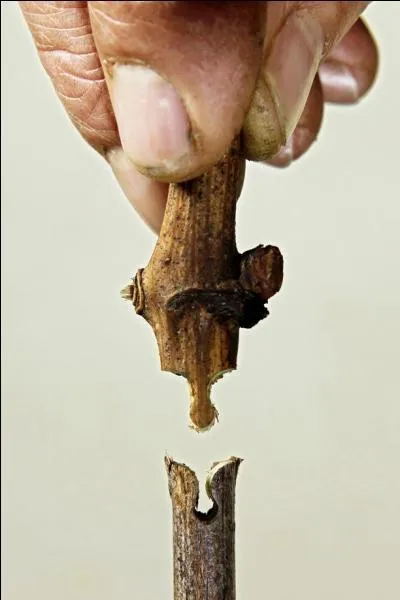 A quoi assiste-t-on ?