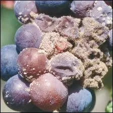 La pourriture grise est due  un champignon. Lequel ?