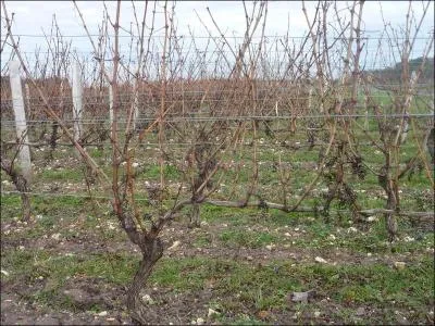 Dans les vignes, quel est le principal travail manuel lors de la priode hivernale ?