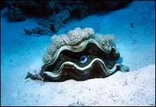 Quel poids font les plus gros bnitiers ?