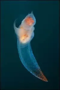 O vit l'ange de mer ?