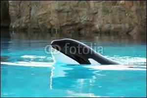 Quel autre nom donne-t-on  l'orque ou  l'paulard ?