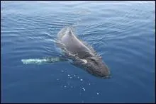 Quel ge la baleine bleue peut-elle atteindre ?