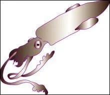 Quelle taille les calamars gants peuvent-ils atteindre ?