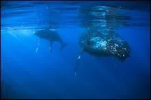 La baleine s'occupe de son baleineau jusqu' ce qu'il ait atteint l'ge de :