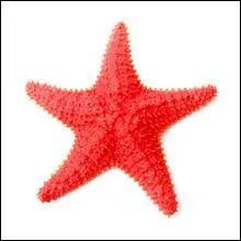 Quel est l'autre nom de l'toile de mer ?