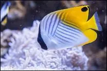 Quelle est la taille d'un poisson chirurgien ?