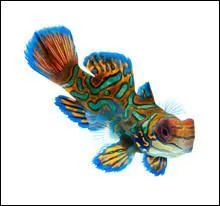 Pour esprer pouvoir observer un poisson mandarin, il faut aller :