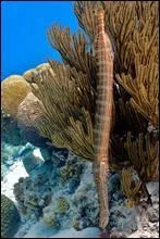 Quelle est la taille du plus gros poisson-trompette ?