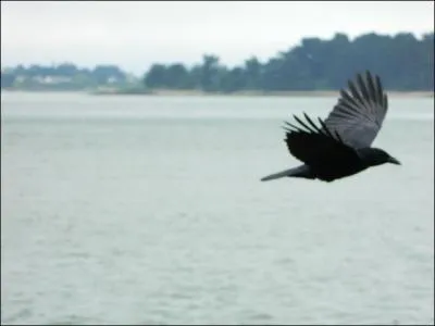 De ces trois oiseaux, lequel vous parat le plus intelligent ?