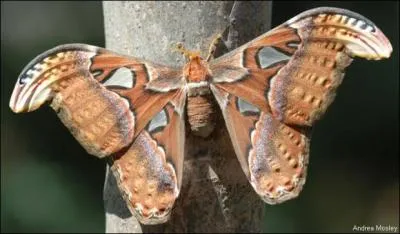 Si vous trouvez le nom de ce papillon de nuit, vous tes un gant des quiz, avec les paules larges et la tte solide !