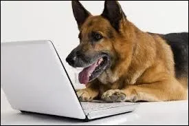 A quelle race de chien cette image fait-elle rfrence ?