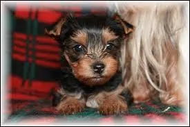 Continuons avec cette race de chien. Laquelle ?