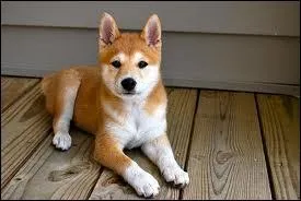 Il m'a fait peur... Oh, quel adorable chien. Mais quelle est sa race ?