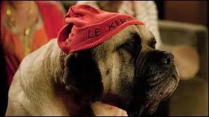 Comment s'appelle le chien ?