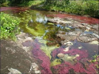 Le Cano Cristales en Colombie est un trs belle rivire surnomme... ?