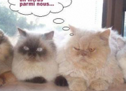 Quiz Des intrus, glisss dans ma copie !