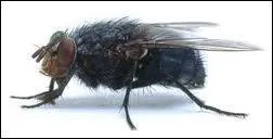 Monsieur et Madame SSELESMOUCHES ont une fille membre de Quizz.biz. Comment s'appelle-t-elle ?