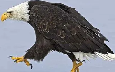 Quiz Rapaces