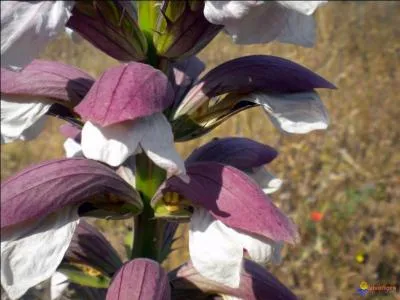 Cette plante fleurie est une molne.