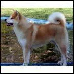 Allez, deuxime question avec ce chien qui ressemble drlement  un Shiba Inu. De quelle race est-il originaire ?