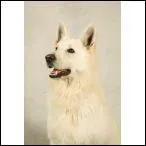 Continuons avec ce chien magnifique, blanc, et qui adore se dpenser. De quelle race s'agit-il ?