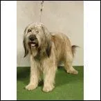 Bon... un chien un peu moche, mais trs calme. De quelle race est-il issu ?