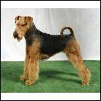 Ce chien trs calme et endurant est aussi un bon compagnon :