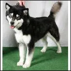 Malheureusement, on va devoir se quitter, mais attendez, regardez qui se glisse dans cette photo. De quelle race est-il issu ?