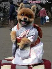 Le Japon est un pays qui a du chien ! Il s'agit cette fois d'un miracul de l'histoire, qui survcut  l'explosion d'une bombe atomique... deux fois !