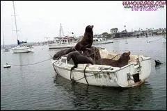 Miracle de l'aventure ? Cristophe Colomb, sans penser dcouvrir un nouveau continent, voulait se rendre :