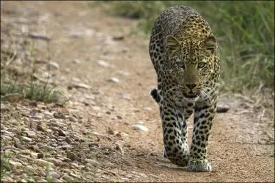 Quel joueur de football, ancien de l'AS Saint-Etienne, fut surnomm du nom de cet animal ?
