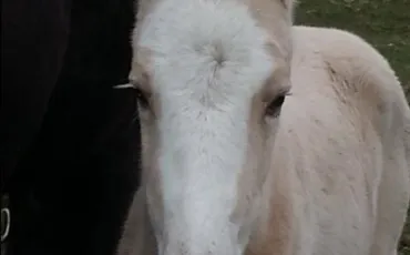 Quiz Chevaux