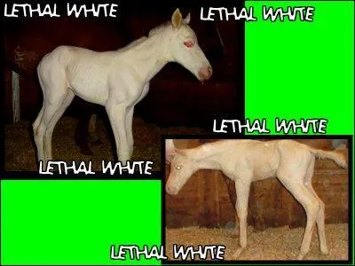 Mais comment ce problme est-il caus ?