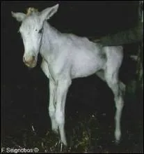 Dans la plupart des cas, en fonction de la gravit des crampes intestinales et des torsions, combien cela peut-il prendre de jours avant que le poulain ne vienne  mourir si personne ne prend piti de lui et ne l'euthanasie ?