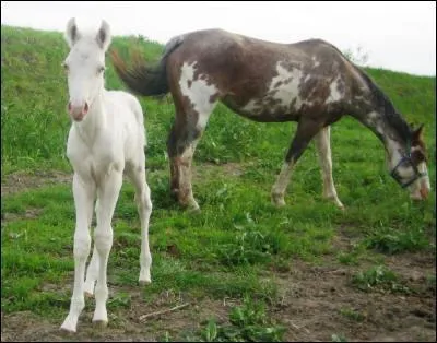 Maintenant que les tests ADN pour le gne du poulain LWO existent, les chevaux de robe overo sont tests pour ne plus faire de croisements entre deux chevaux de robe overo qui porteraient le gne LWO. Mais connaissez-vous le pourcentage de tests positifs ?