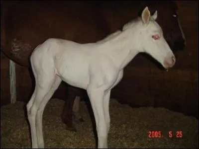 Cependant, d'aprs les leveurs, seulement ______ de tous leurs croisements overo  overo ont produit des LWO :