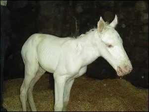 Combien y a-t-il de probabilits que les deux parents transmettent le gne LWO, en sachant que le test a t ralis sur 700 chevaux ?