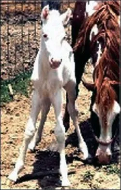 Il n'existe pas de traitement pour le syndrome du poulain blanc car le syndrome est toujours mortel :